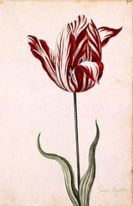 Die rot-weiß-gestreifte Rembrandt-Tulpe ‘Semper Augustus’